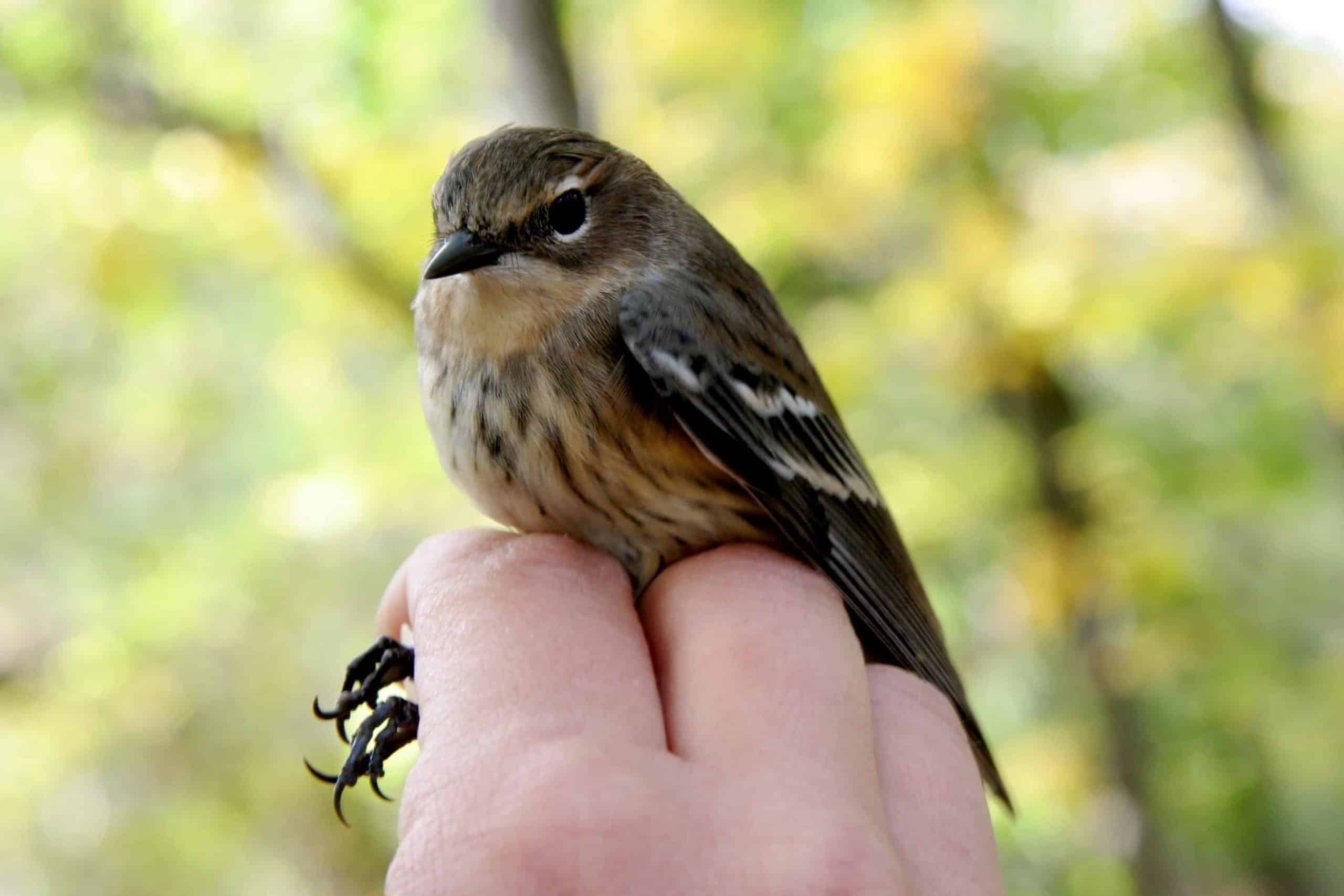 Migration Summary October 1-10