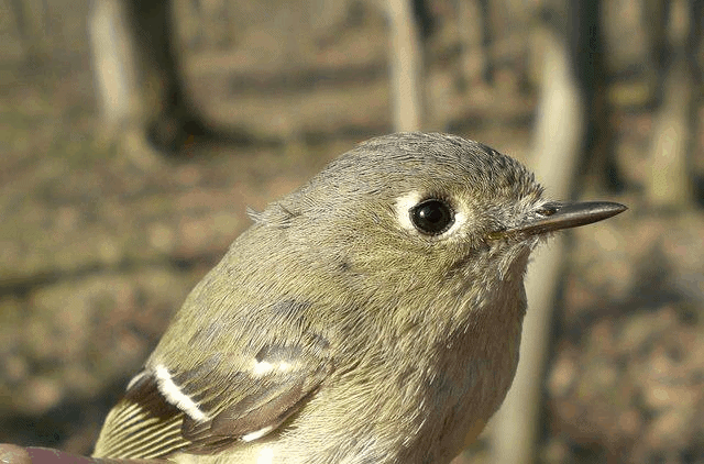 PIBO Migration Summary (April 11 – 20, 2013)