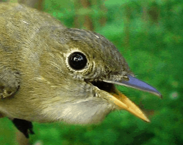 PIBO Migration Summary (May 21 – 31, 2013)