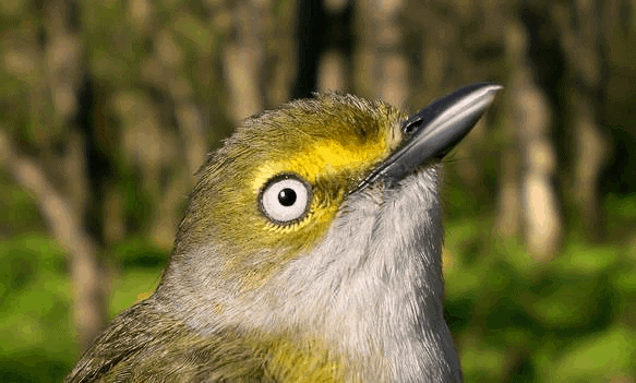 PIBO Migration Summary (June 1 – 10, 2013)