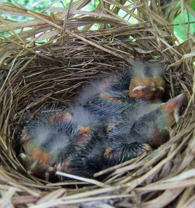 PIBO Migration Summary (June 2 – 10, 2014)