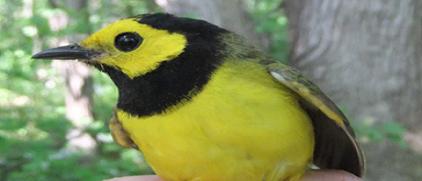 PIBO Migration Summary (May 16 – June 1, 2014)