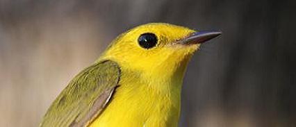 PIBO Migration Summary (May 1-15, 2014)