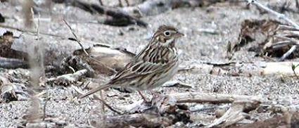 PIBO Migration Summary (April 16-30, 2014)