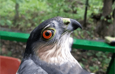 PIBO Migration Summary (Oct 1 – 15, 2014)