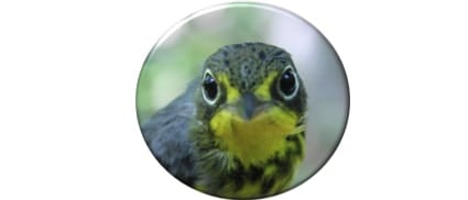 PIBO Migration Summary August 16 – 31, 2015