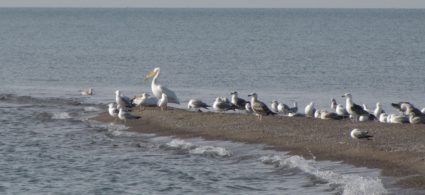 Migration Summary May 31st- June 10th, 2016