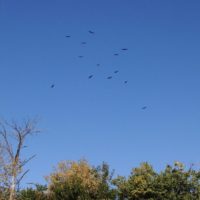 PIBO Migration Summary October 1st-15th 2016