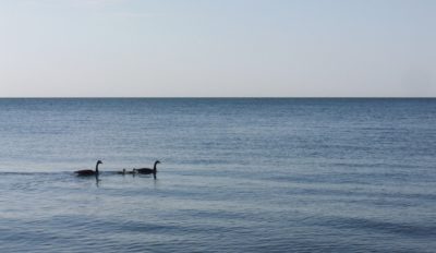 Migration Summary May 16th- 31st, 2017