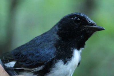 Migration Summary September 16th to September 30th, 2017