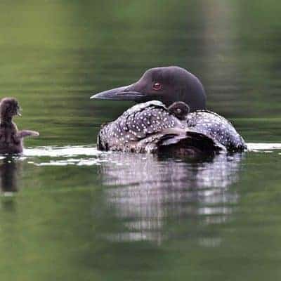 Loons in Love by Mike Beedell