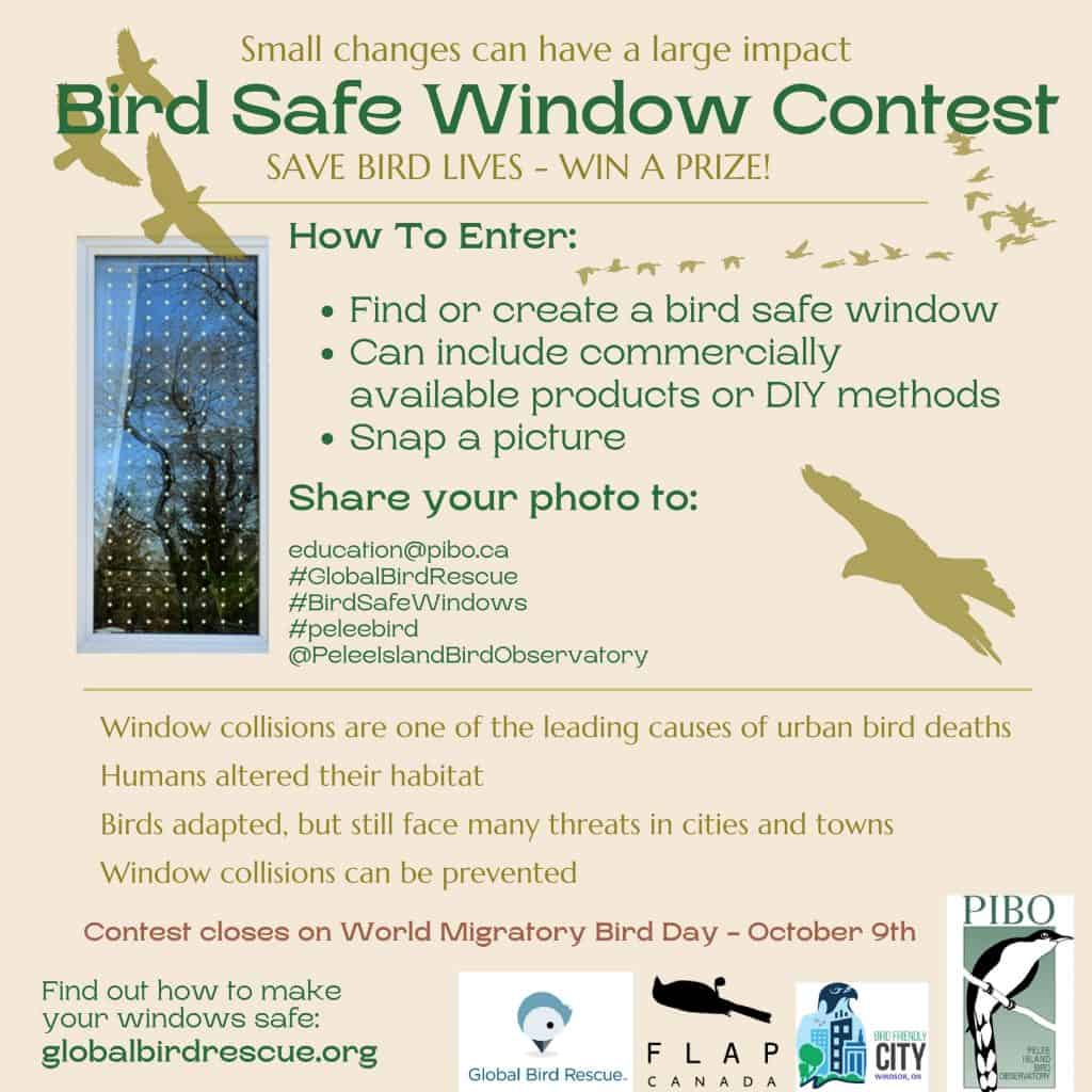 Bird Safe Windows contest September 2021-jpg