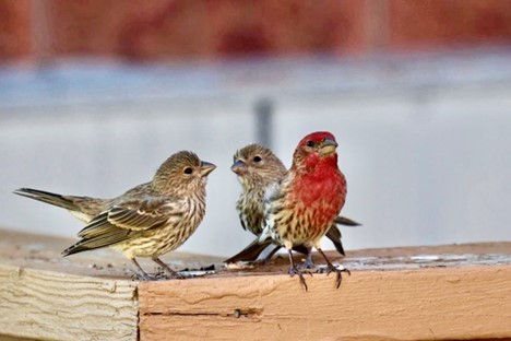 3 House finches