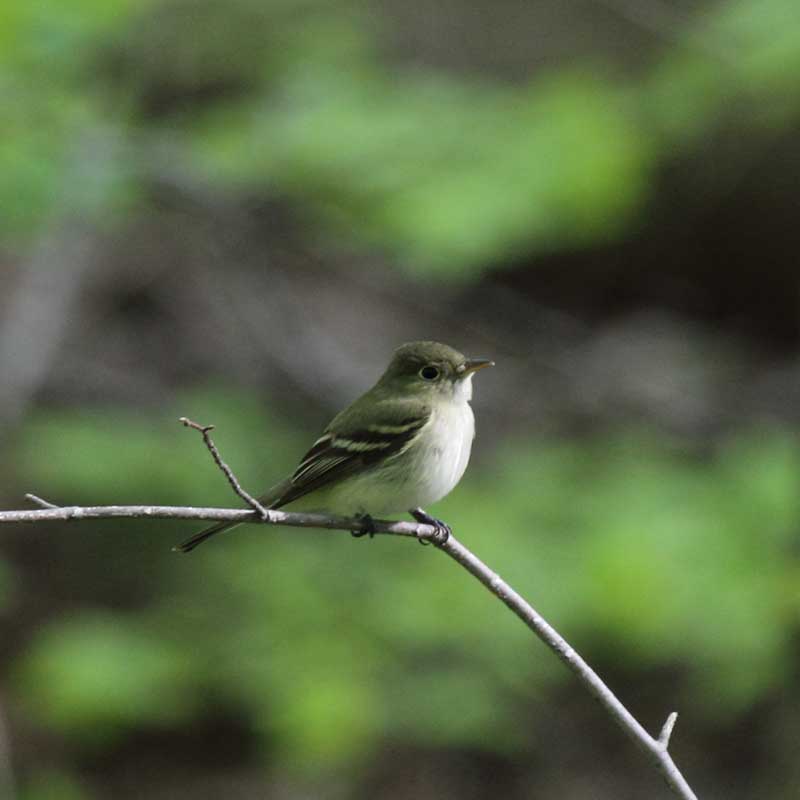 Acadian flycatcher Photo by Mike Burrell
