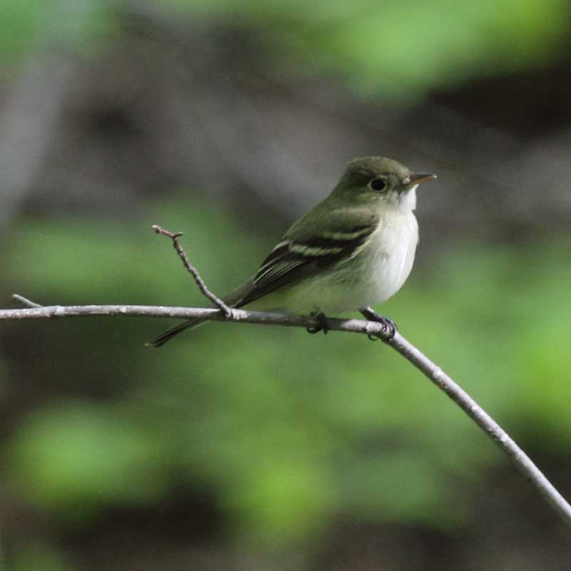 Acadian flycatcher Photo by Mike Burrell