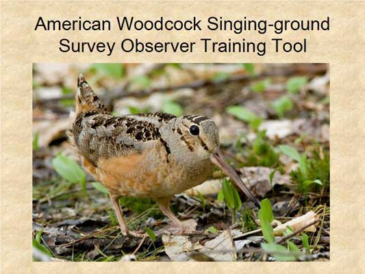 American Woodcock singing-ground survey observer training tool