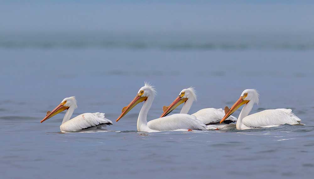 American white pelican | photo by Paul Jones