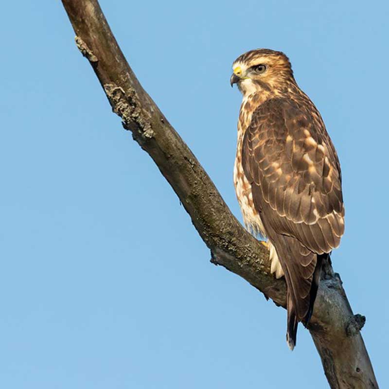 Broad-wing hawk. Photo by Paul Jones