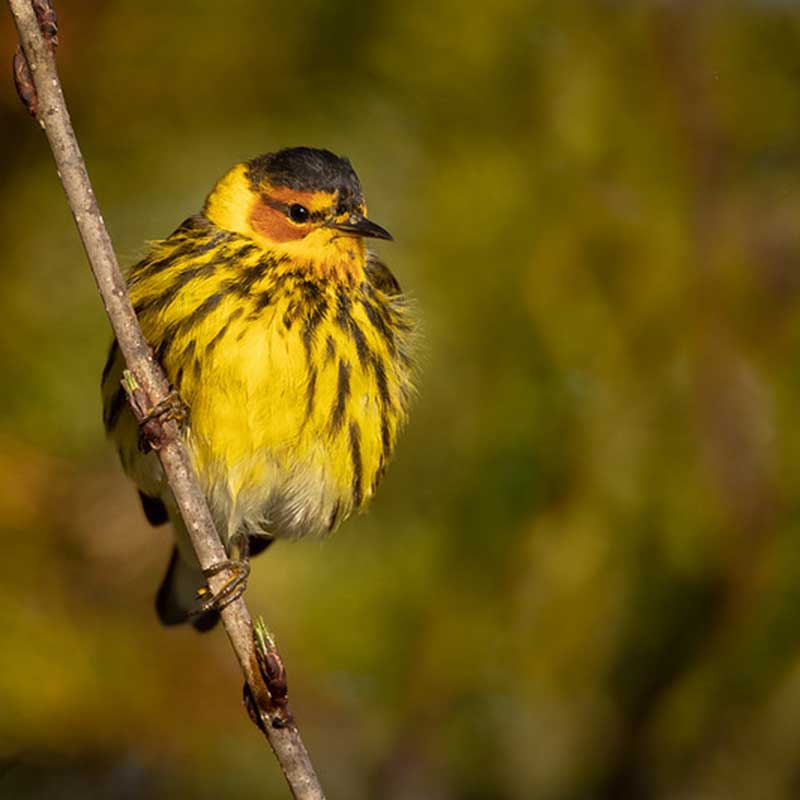 Cape May Warbler | Photo by Paul Jones