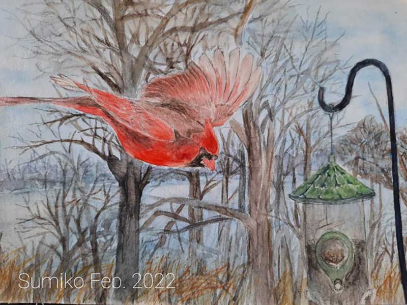 Cardinal drawing by Sumiko 2022