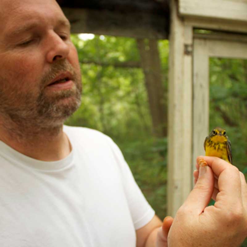 PIBO’s first bander, Graeme Gibson the younger, with a Canada warbler ready for release.
