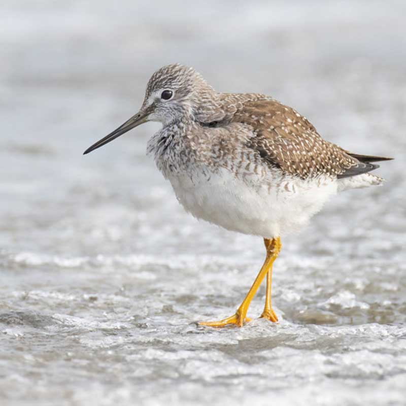 Greater yellowlegs, on its way to the far north Photo by Paul Jones