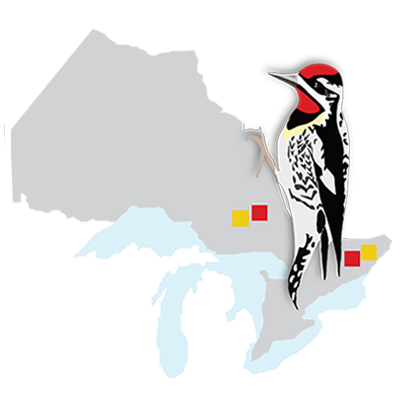 Ontario Bird Breeding Atlas logo