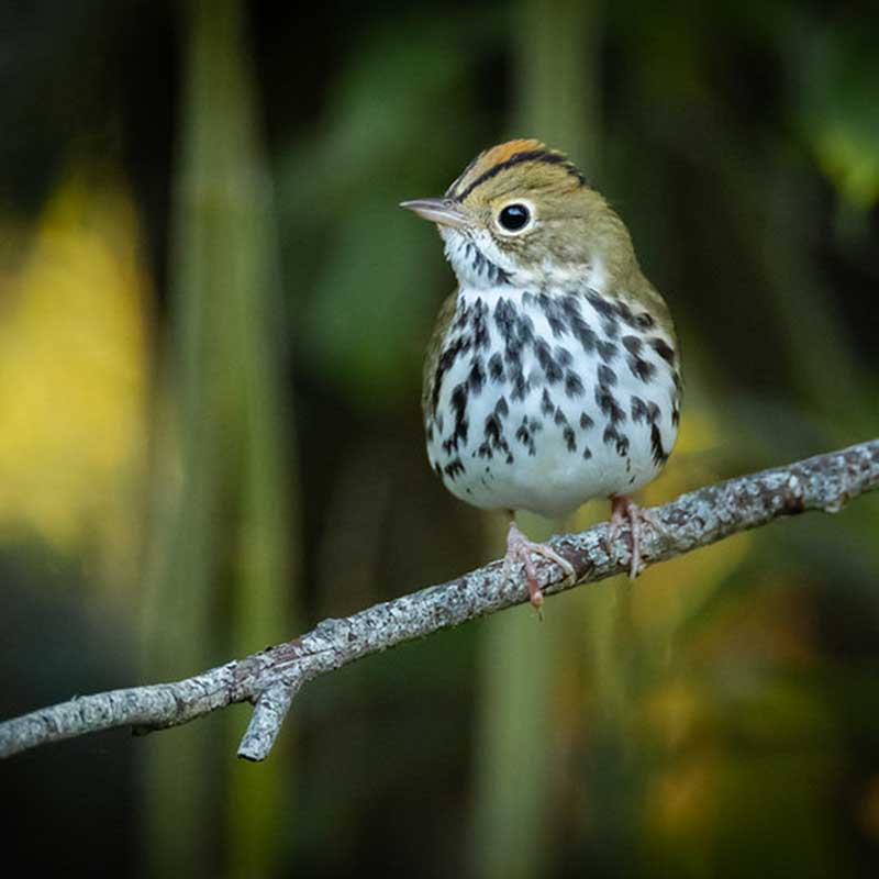 Ovenbird. Photo by Paul Jones