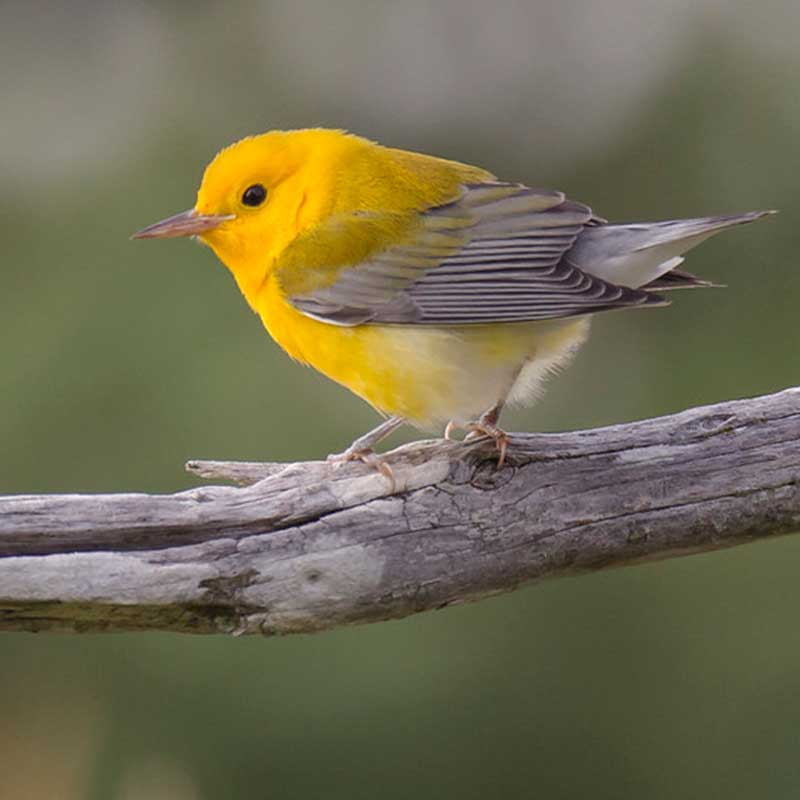 Prothonotary Warbler. Photo by Paul Jones