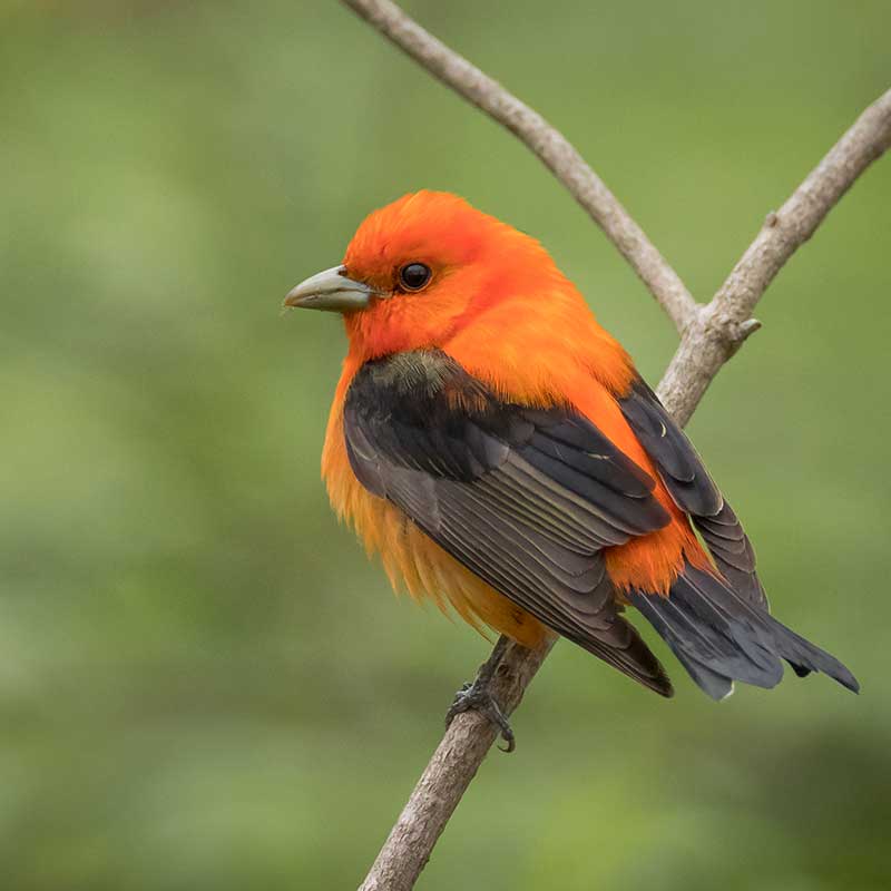 Scarlet Tanager Photo by Paul Jones