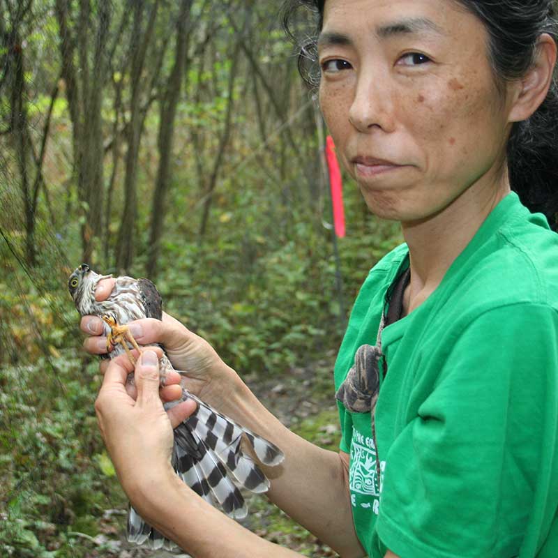 Sumiko Onishi preparing a Sharp-shinned hawk for banding