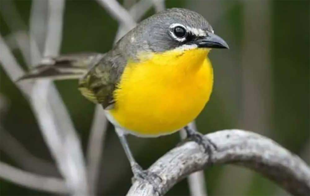 Yellow breasted chat