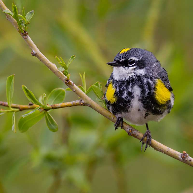 Yellow rumped warbler Photo by Paul Jones