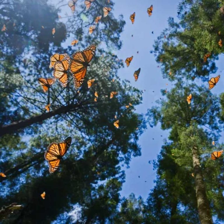 Butterflies in the trees