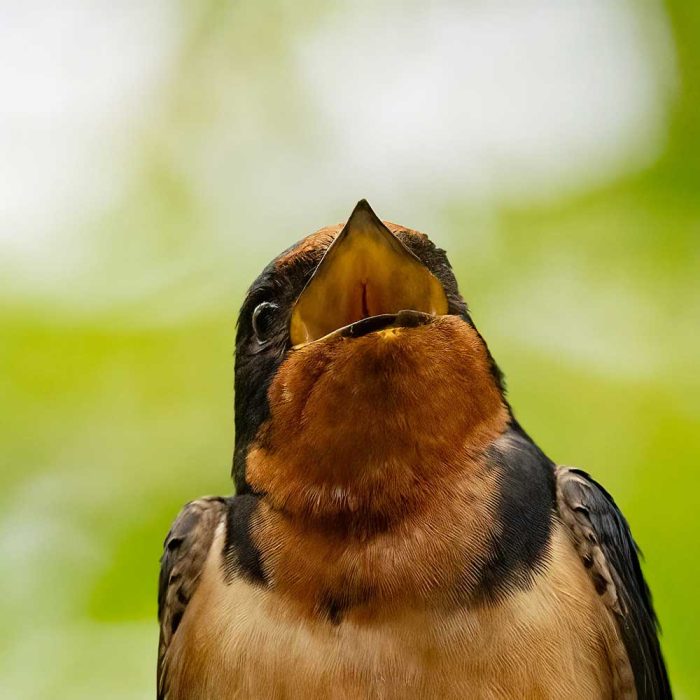 Barn swallow - Photo by Bill Davison