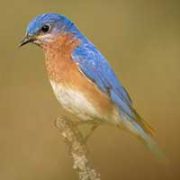 Bluebird - photo by Paul Jones