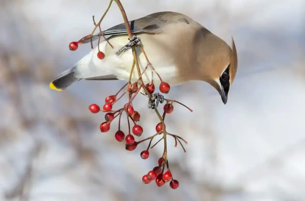 Cedar waxwing eating berries. Photo credit: Peter Brannon