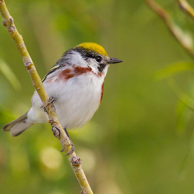 Chestnut-sided warbler breeds in northern Ontario, Photo by Paul Jones