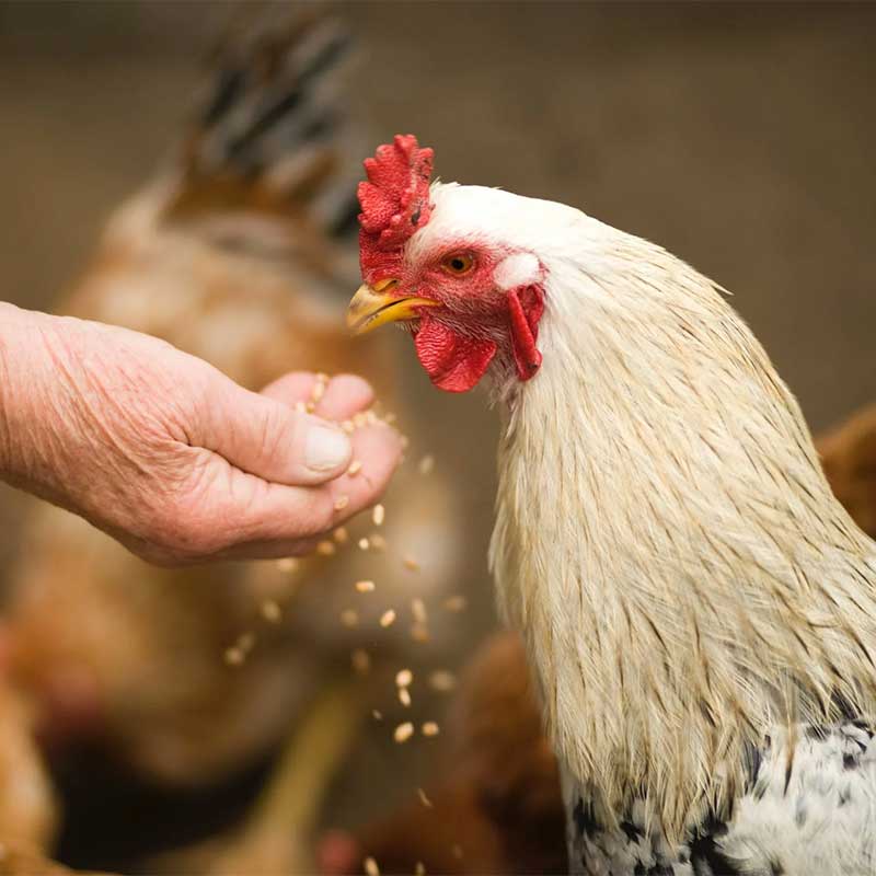 A chicken being fed by hand