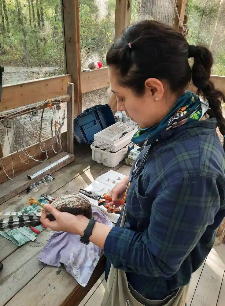 Dennys Johana Plazas Cardona. at banding station