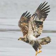 Eagle - photo by Richard Cooper