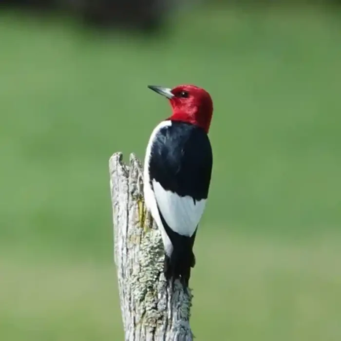 endangered species - red-headed woodpecker