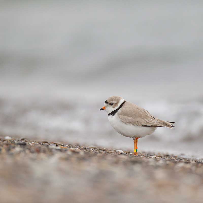 endangered piping plover-charadrius melodus melodus-pluvier siffleur