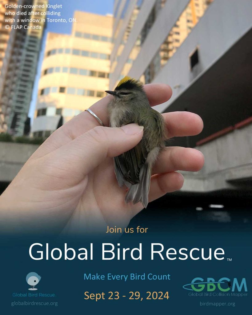 Global Bird Rescue poster