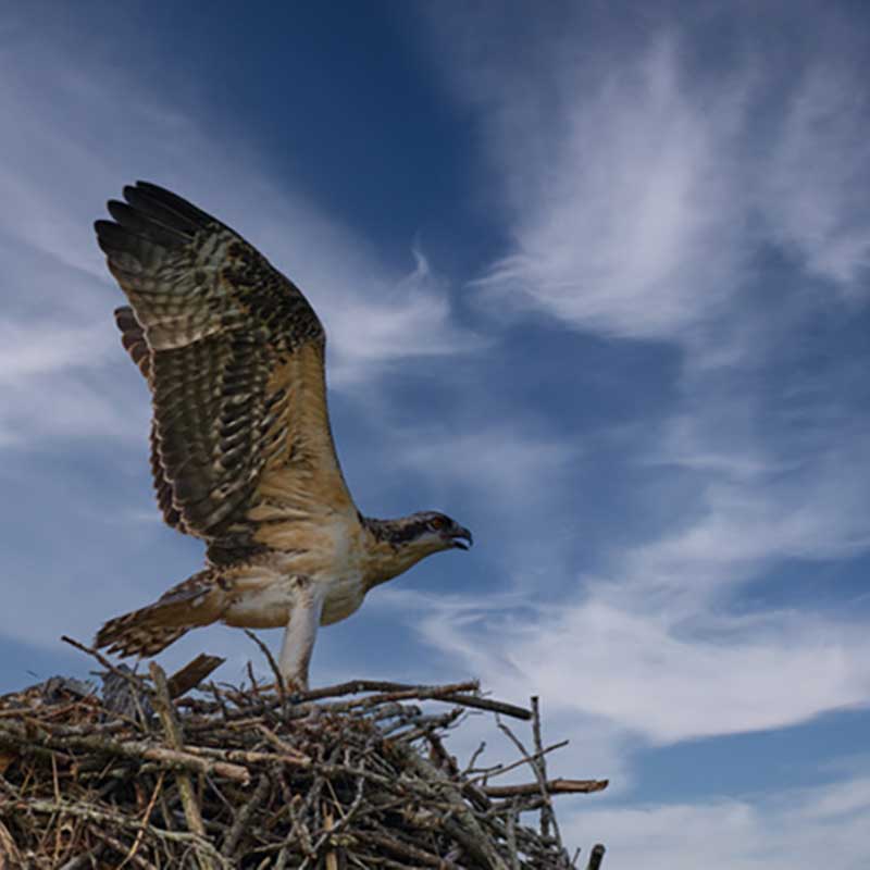 Bird Art Contest  The Pelee Island Bird Observatory