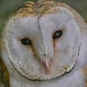 Owl - Photo credit Richard Cooper
