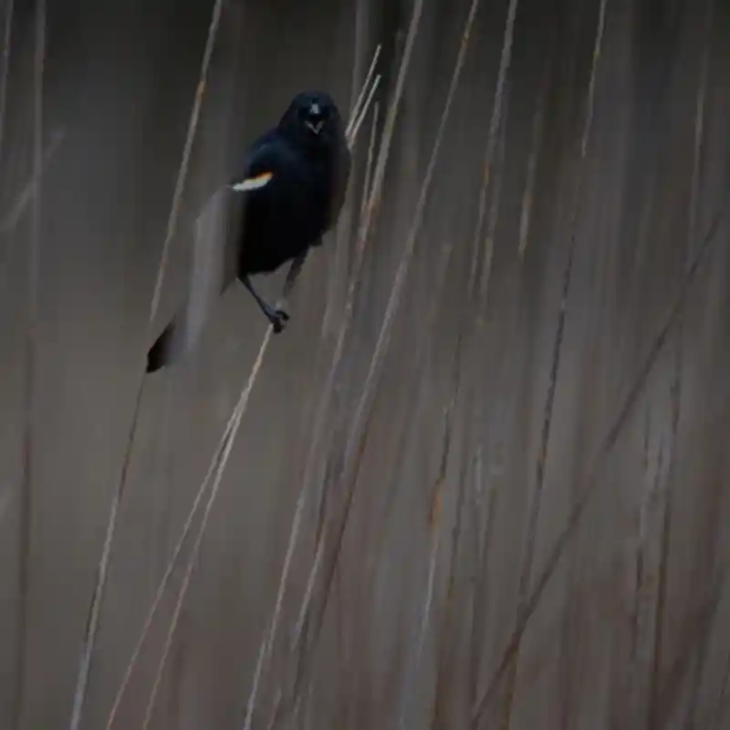 Red winged blackbird