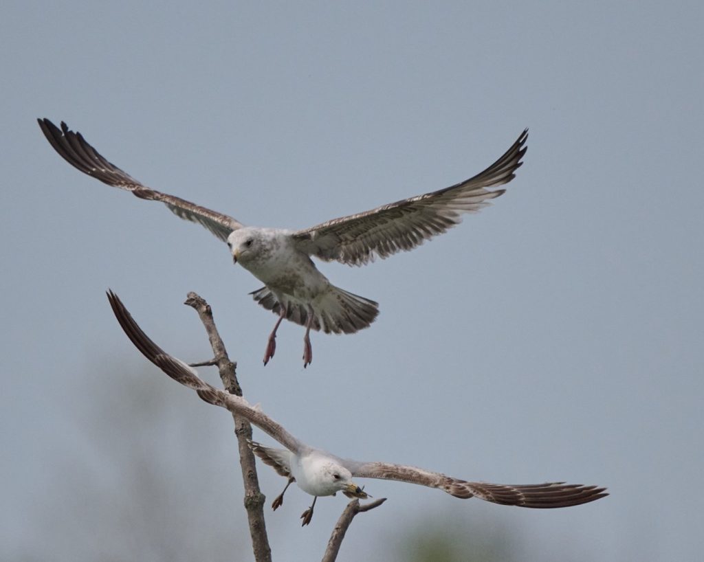 Ring-billed gulls