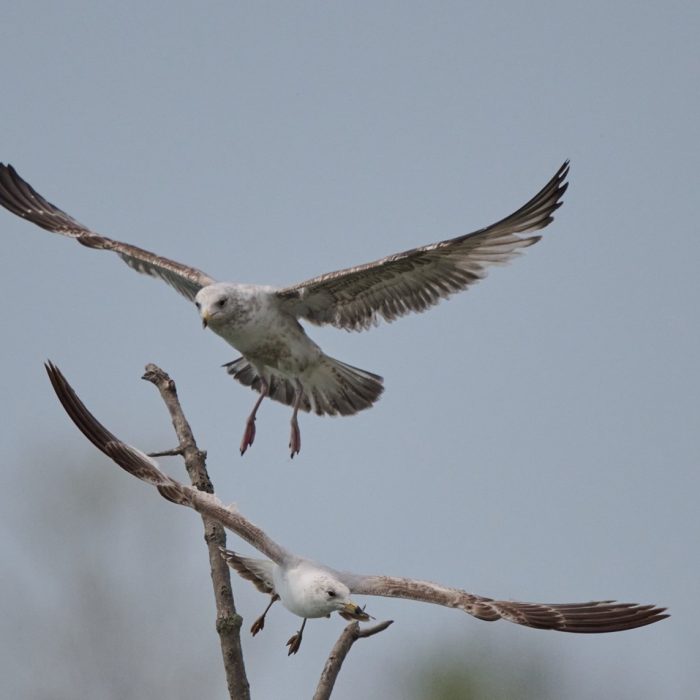 Ring-billed gulls