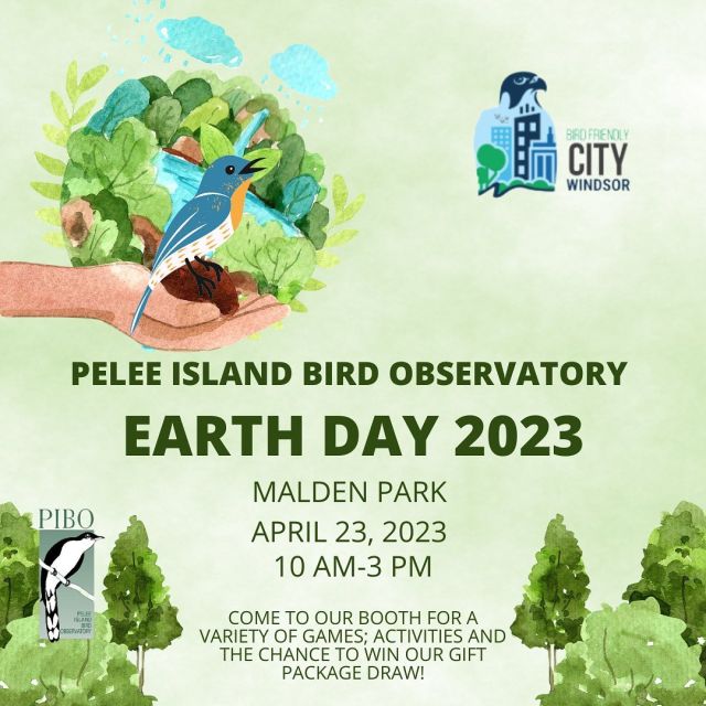 Bird Art Contest  The Pelee Island Bird Observatory